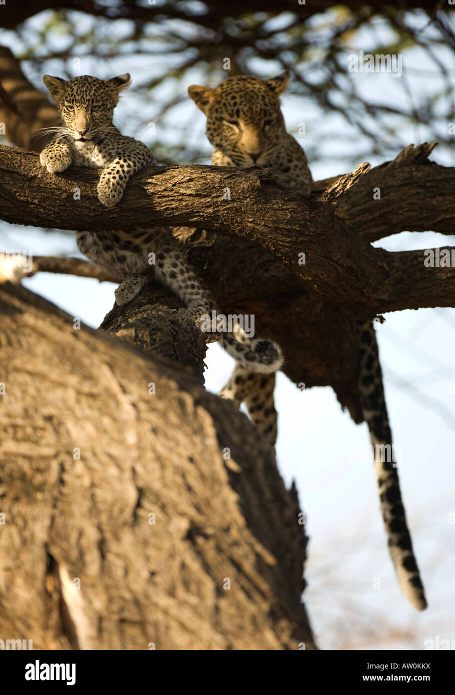 Leopard (panthera pardus) con cub Foto Stock