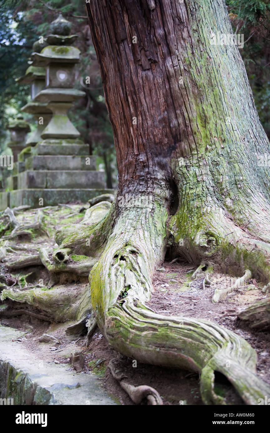 Lanterne di pietra al Santuario Kasuga Nara Giappone 1 Foto Stock