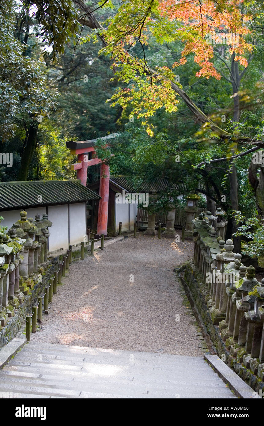 Lanterne di pietra al Santuario Kasuga Nara Giappone 6 Foto Stock