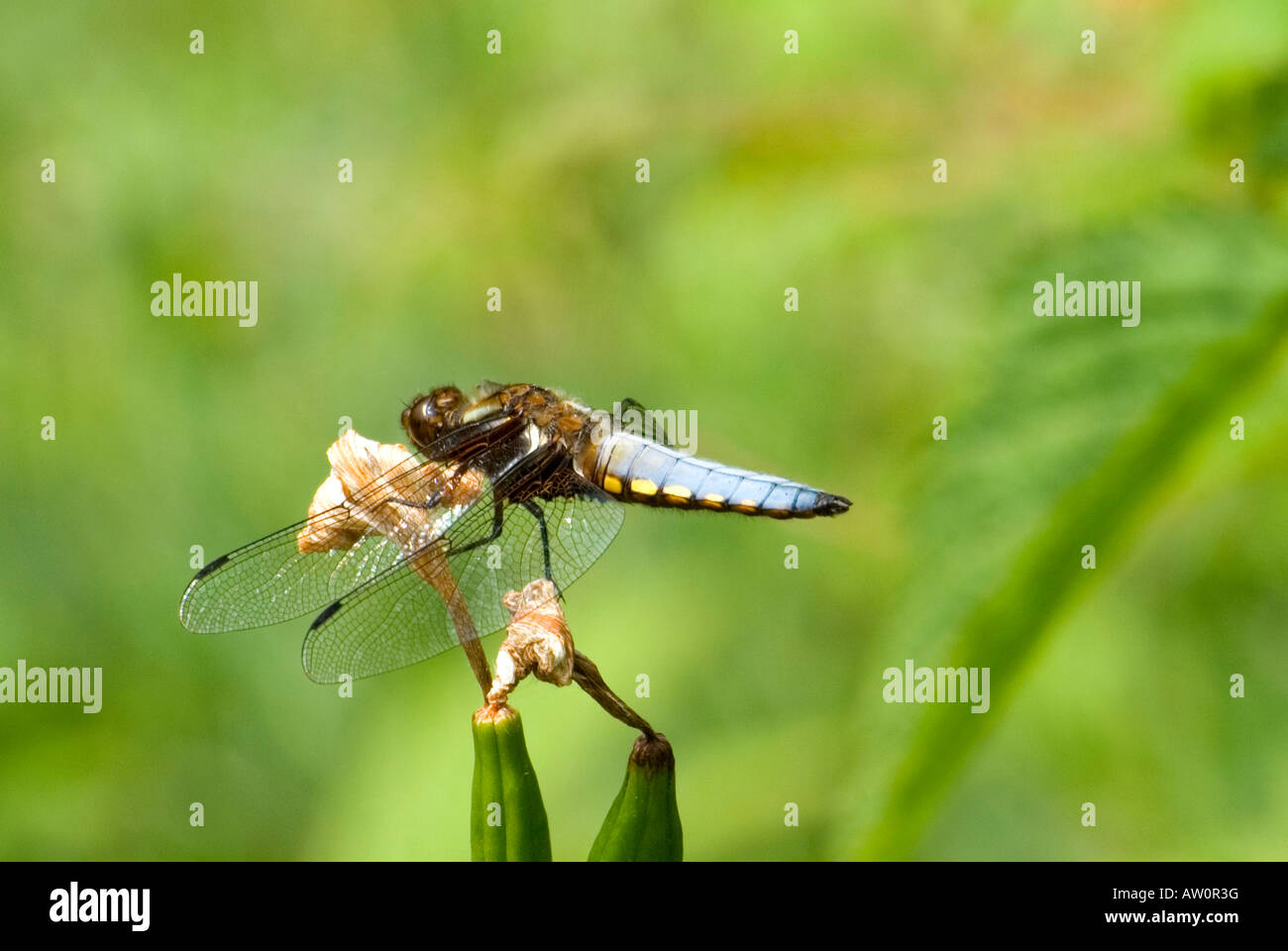 Sopra il mio laghetto in giardino Dorset Foto Stock