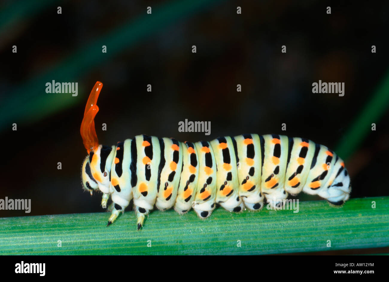 A coda di rondine comune Butterfly (Papilio machaon) Caterpillar in difensiva display. Profumo premistoppa (Osmeterium) Foto Stock