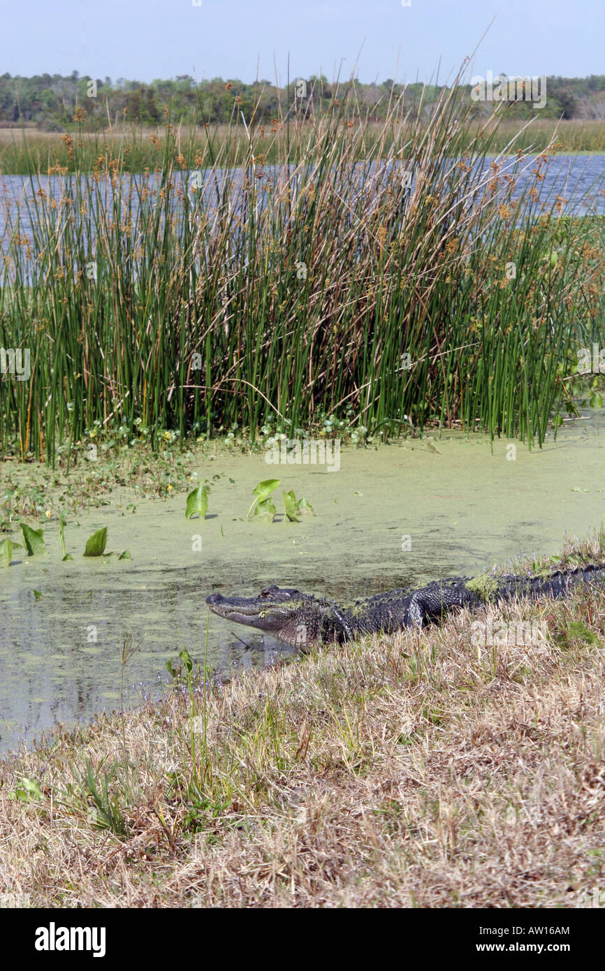 Il coccodrillo americano e zone umide piante che crescono in zone umide di Orlando Park in Natale FL utilizzata asportare azoto e fosforo Foto Stock