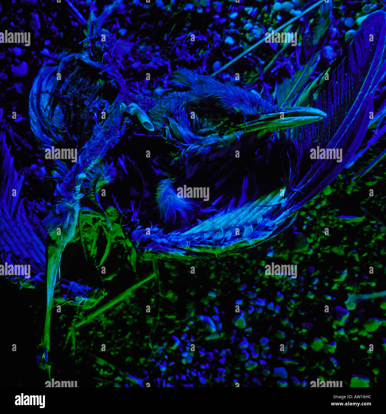 Un uccello morto giace ritorto sul terreno ed è luce dipinta in infausto sfumature di blu e verde. Foto Stock