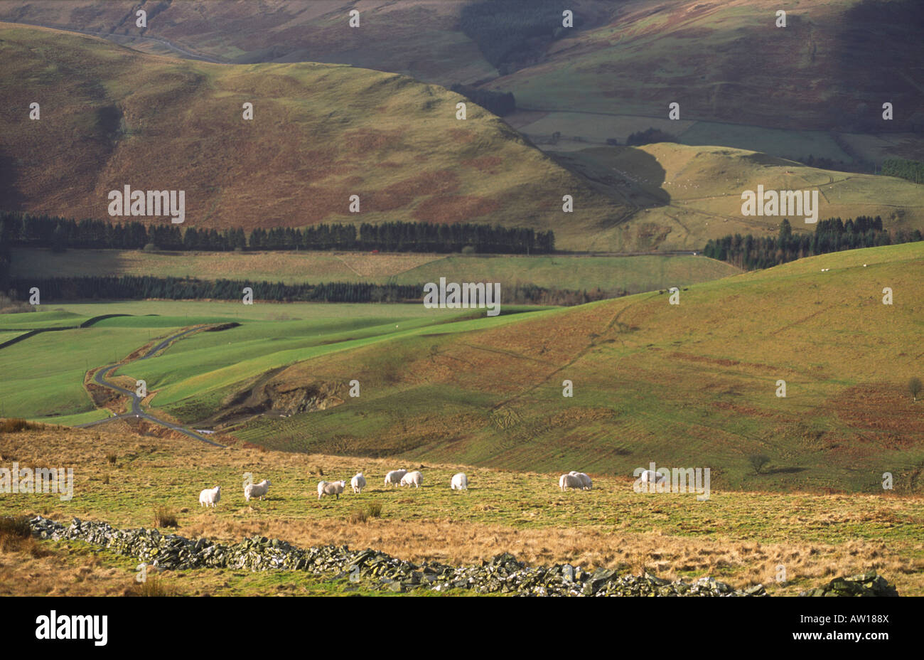 Pecore al pascolo nel sud uplands Langholm colline guardando dal lato della collina Wrae attraverso Eskdale Craig Hill Scotland Regno Unito Foto Stock