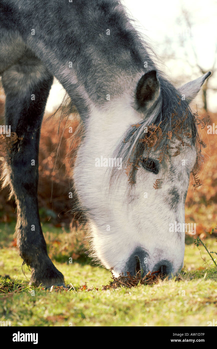 New Forest Pony alimentazione su erba, Hampshire, Inghilterra, Regno Unito Foto Stock