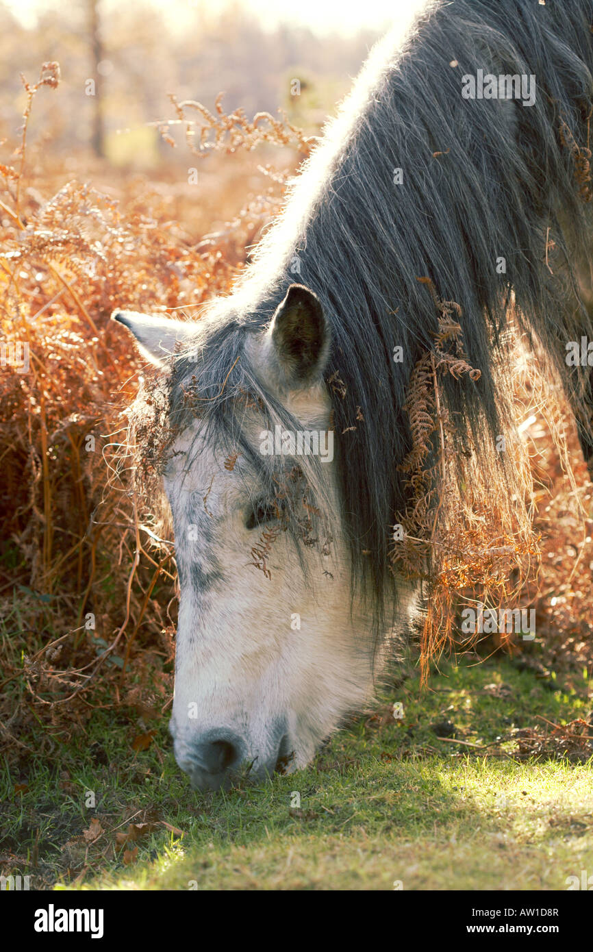 New Forest Pony alimentazione su erba in Hampshire, Inghilterra, Regno Unito Foto Stock