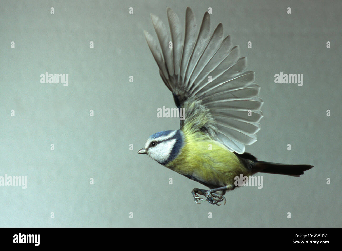 Flying Blue Tit (Parus caeruleus) Foto Stock