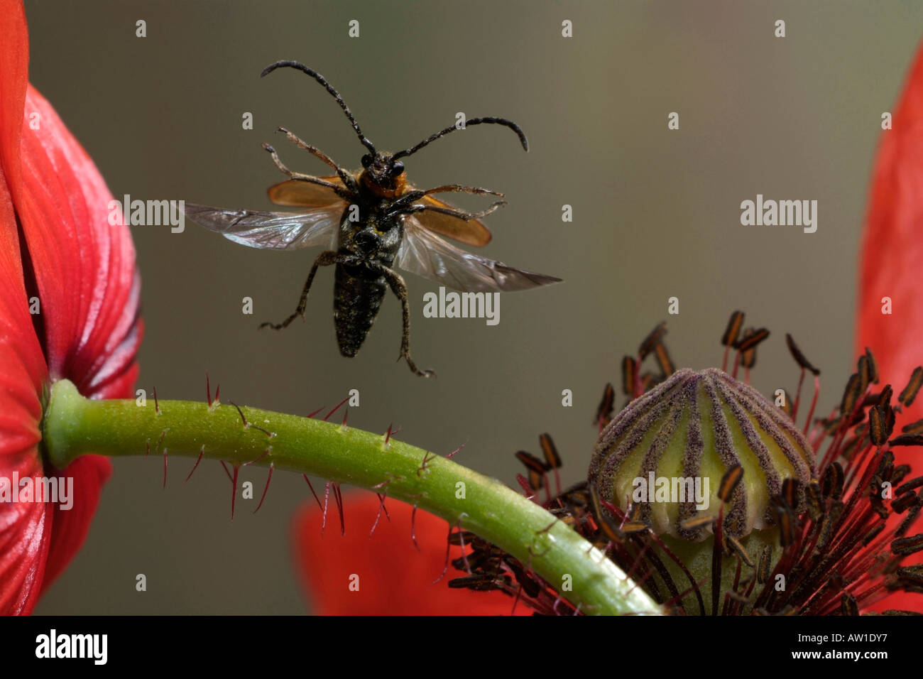 Flying longhorn (Leptura livida) su un fiore di papavero Foto Stock