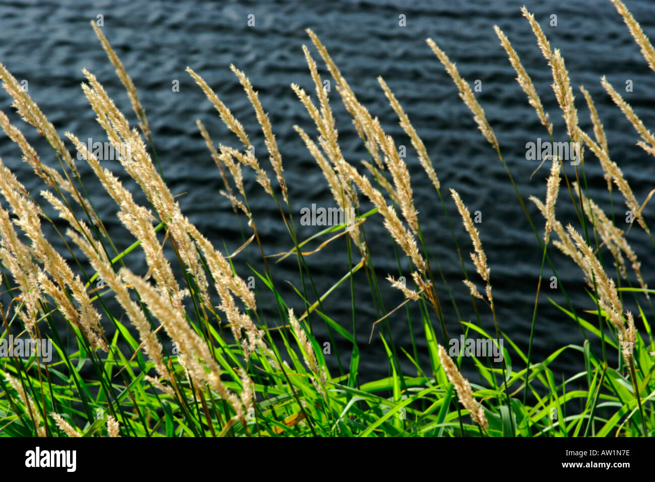 Fioritura erba sulla riva del fiume in Scozia Foto Stock