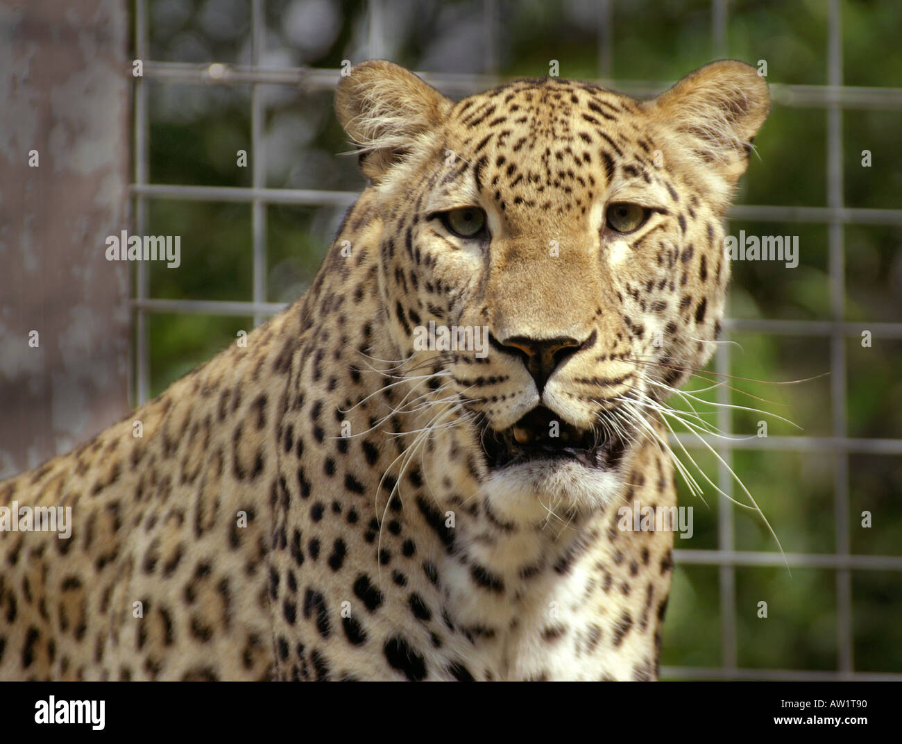 Leopardo persiano Foto Stock