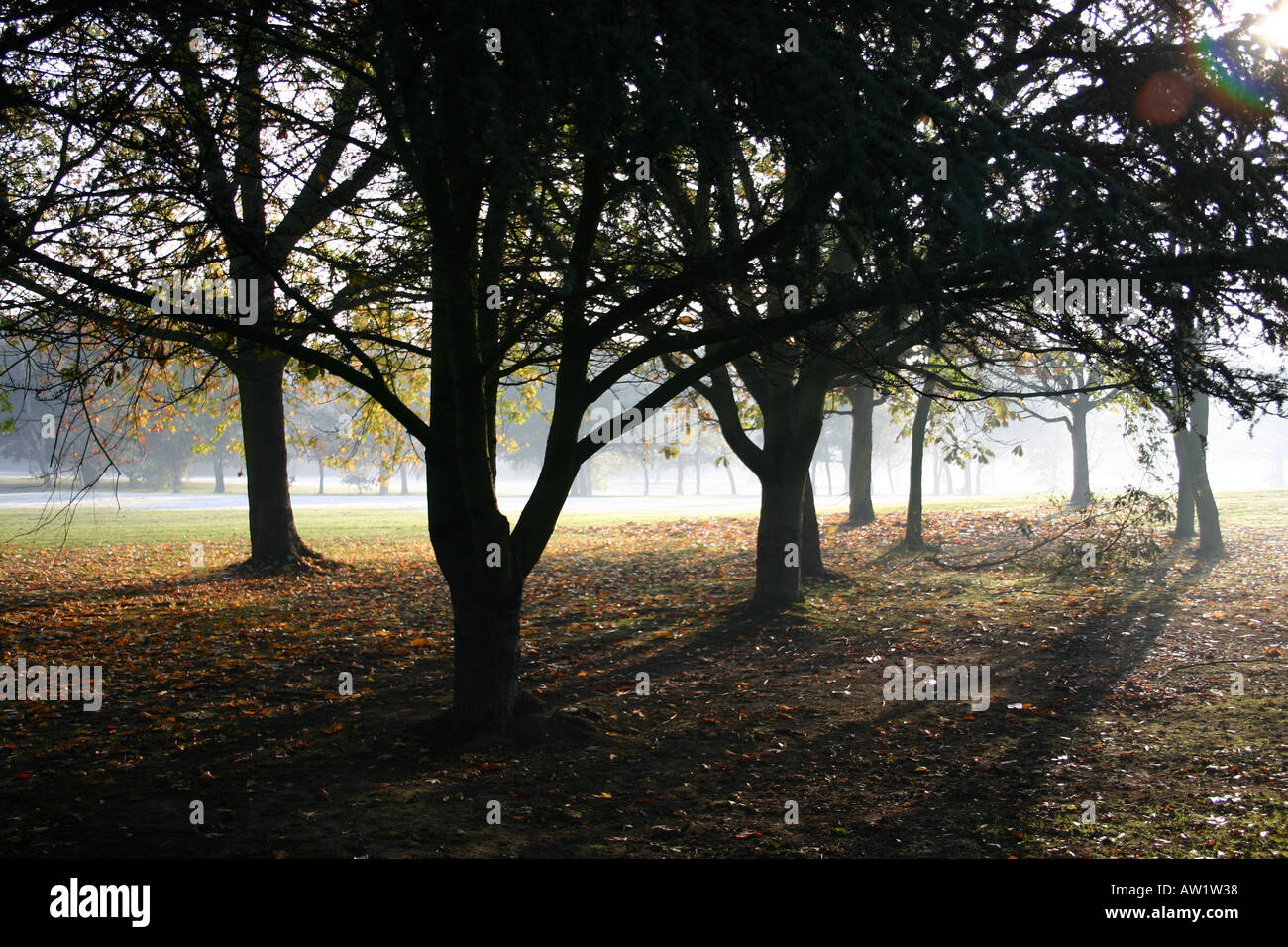 Shot attraverso gli alberi guardando verso il campo da golf a Beckenham Place Park, Lewisham, Londra. Regno Unito Foto Stock