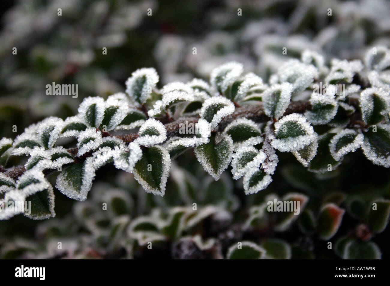 Inverno Jewles: Close-up shot di alcuni frost-decorate foglie in Beckenham Place Park, Lewisham, a sud-est di Londra Foto Stock