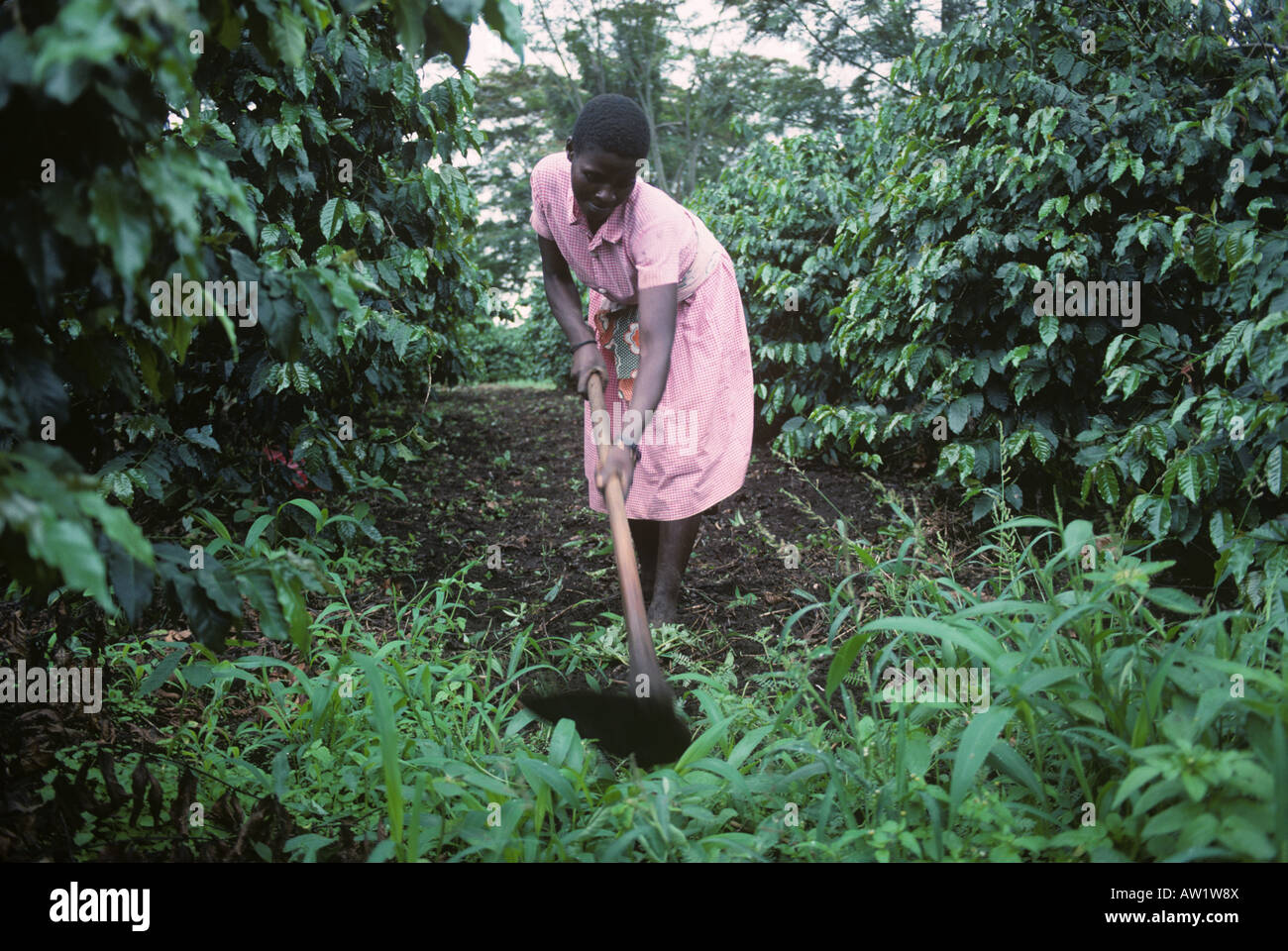 Nero donna zappatura a mano le erbacce tra le righe delle boccole di caffè in Tanzania Foto Stock