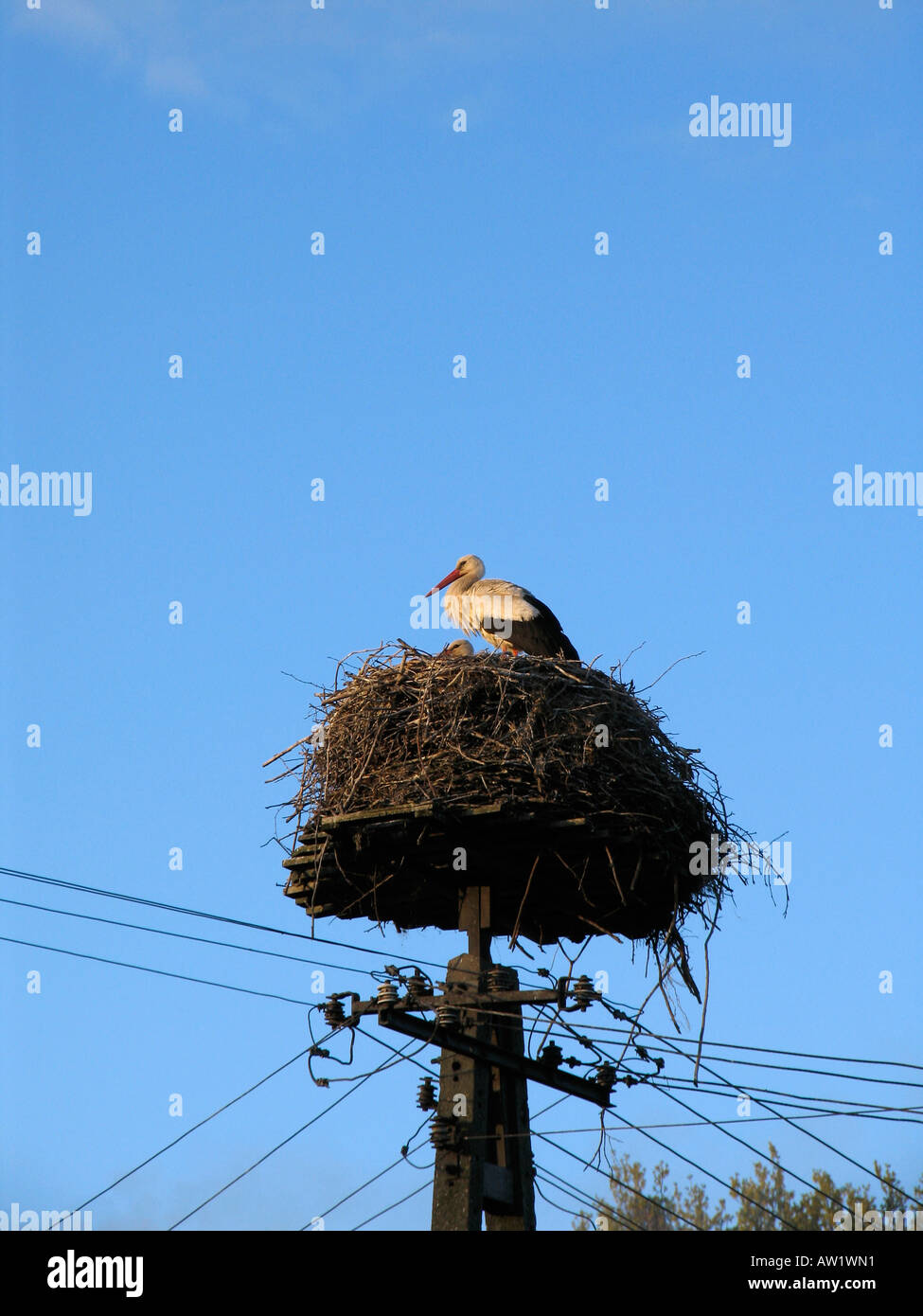 Stork's Nest (Ciconiidae) su un palo telefonico, Polonia Foto Stock