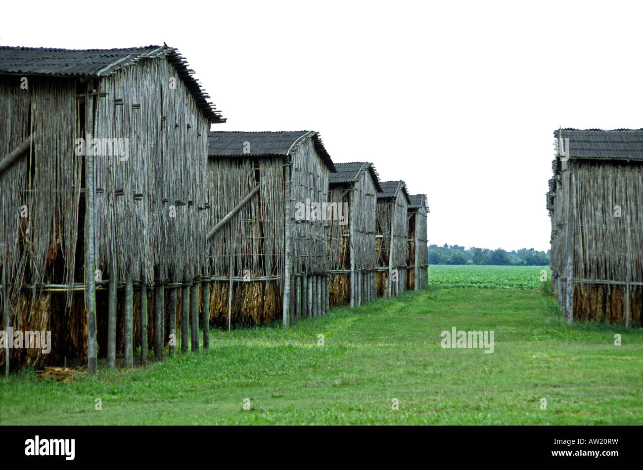 Essiccazione del tabacco capanne in Buenos Aires, Argentina Foto Stock
