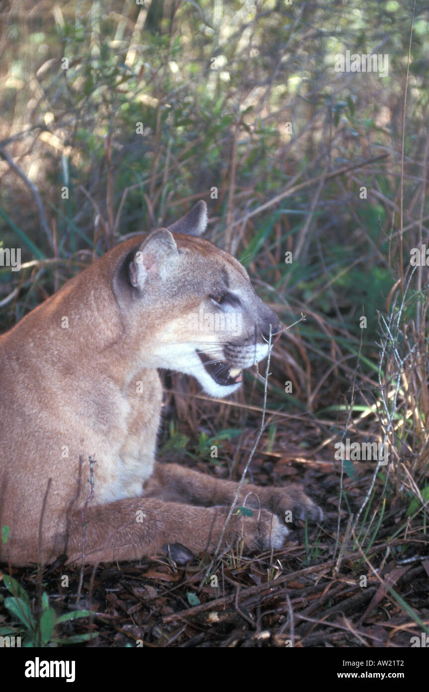 Florida panther profilo gatto selvatico animale closeup dettaglio Foto Stock