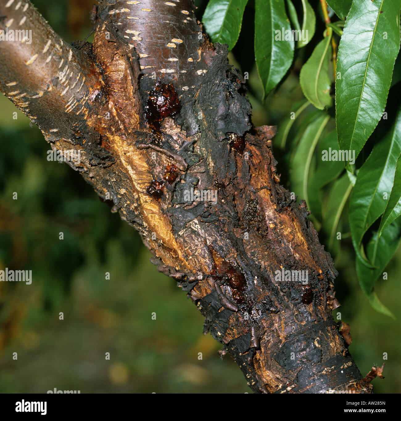 Cytospora batteriosi vascolare Cytospora leucostoma essudazione dalla pesca malato tronco di albero Foto Stock