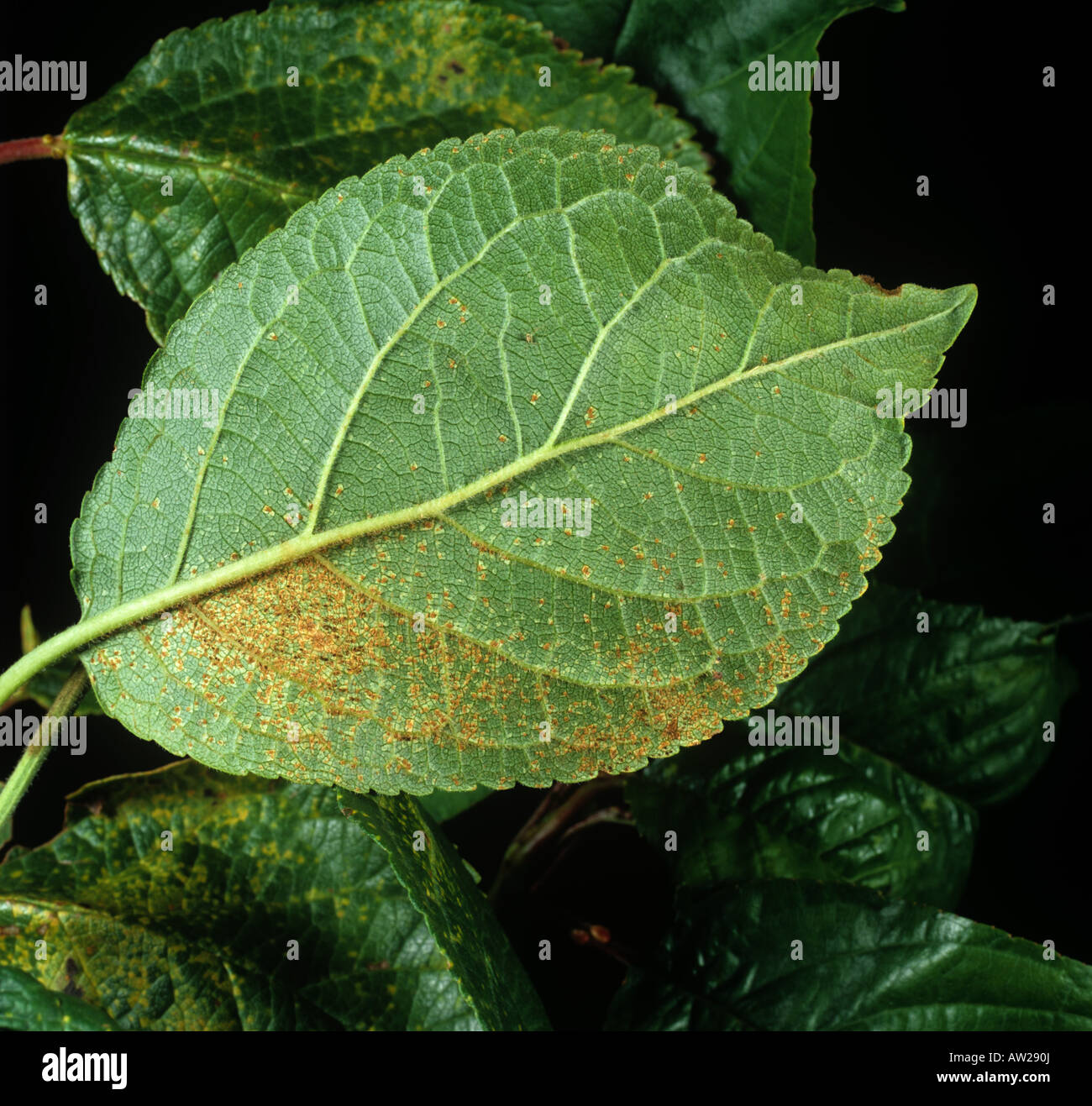 Prugna ruggine Tranzschelia scolorire pustole sulle foglie di prugne lato inferiore Foto Stock
