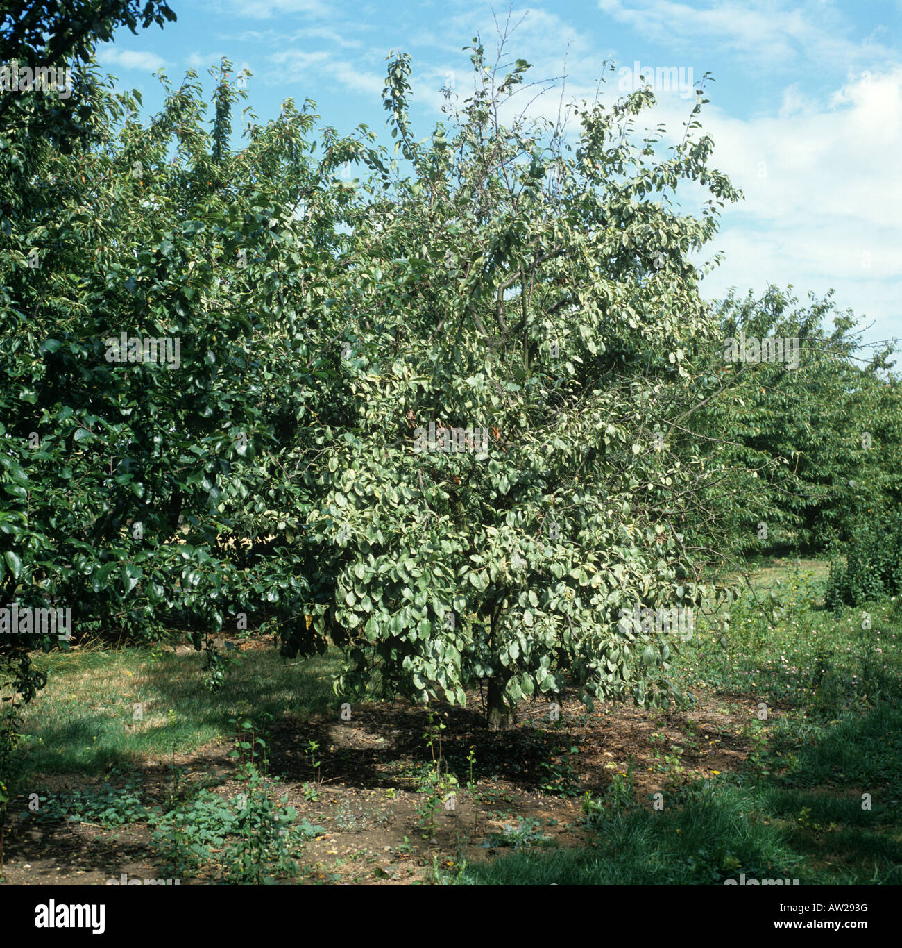 Albero di prugna con foglia argento Chondrostereum purpureum Foto stock -  Alamy