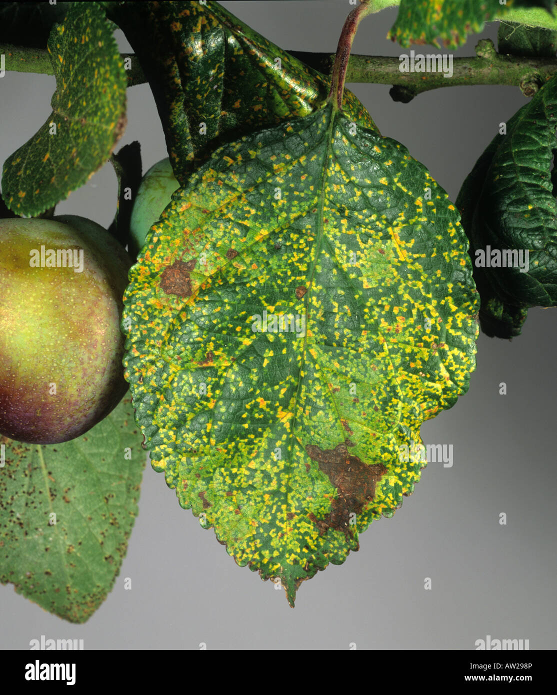 Prugna ruggine Tranzschelia scolorire necrotic scolorimento sulla foglia di prugne superficie superiore Foto Stock