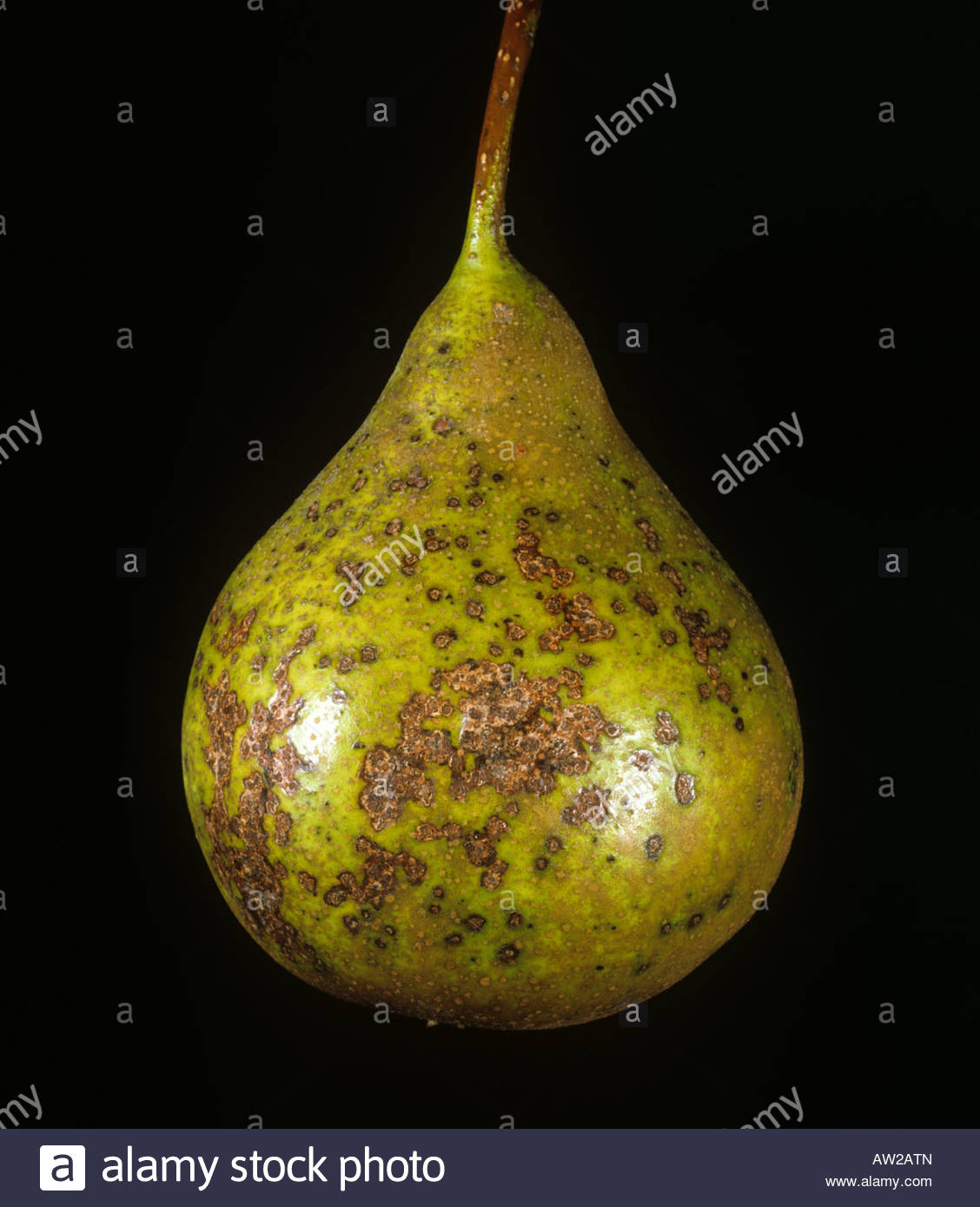 La formazione di macchie di frutta su pera causato da fabraea ... Macchie di frutta