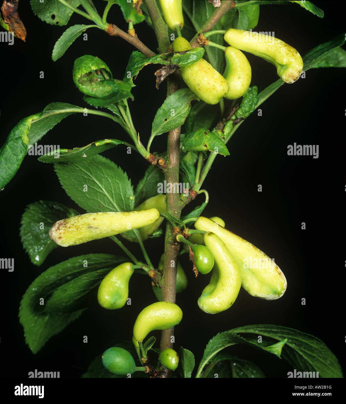 Pocket prugna Taphrina pruni deformato malato prugna frutto Foto Stock