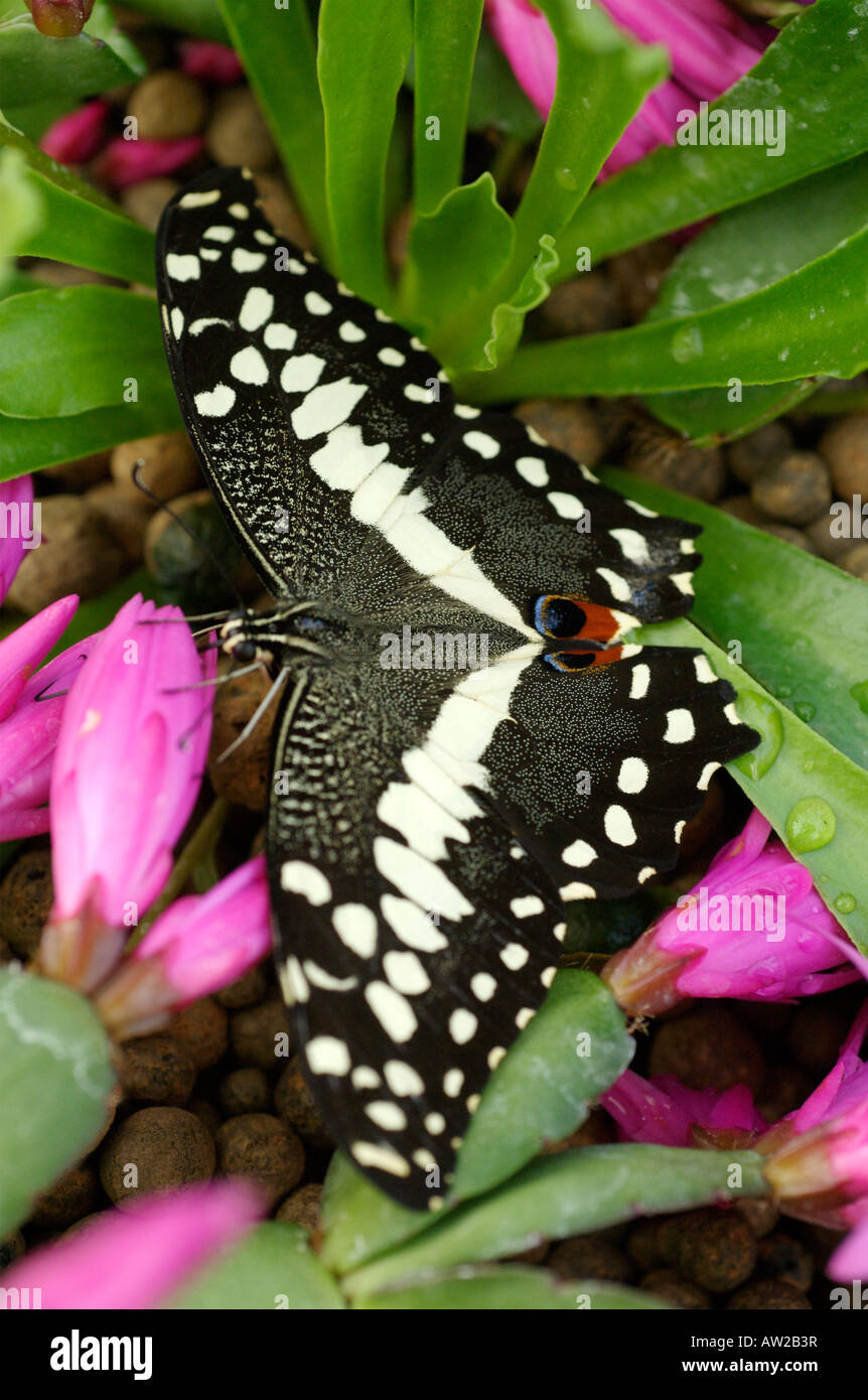 Una coda di rondine a scacchi Butterfly, noto anche come la calce comune Butterfly Foto Stock
