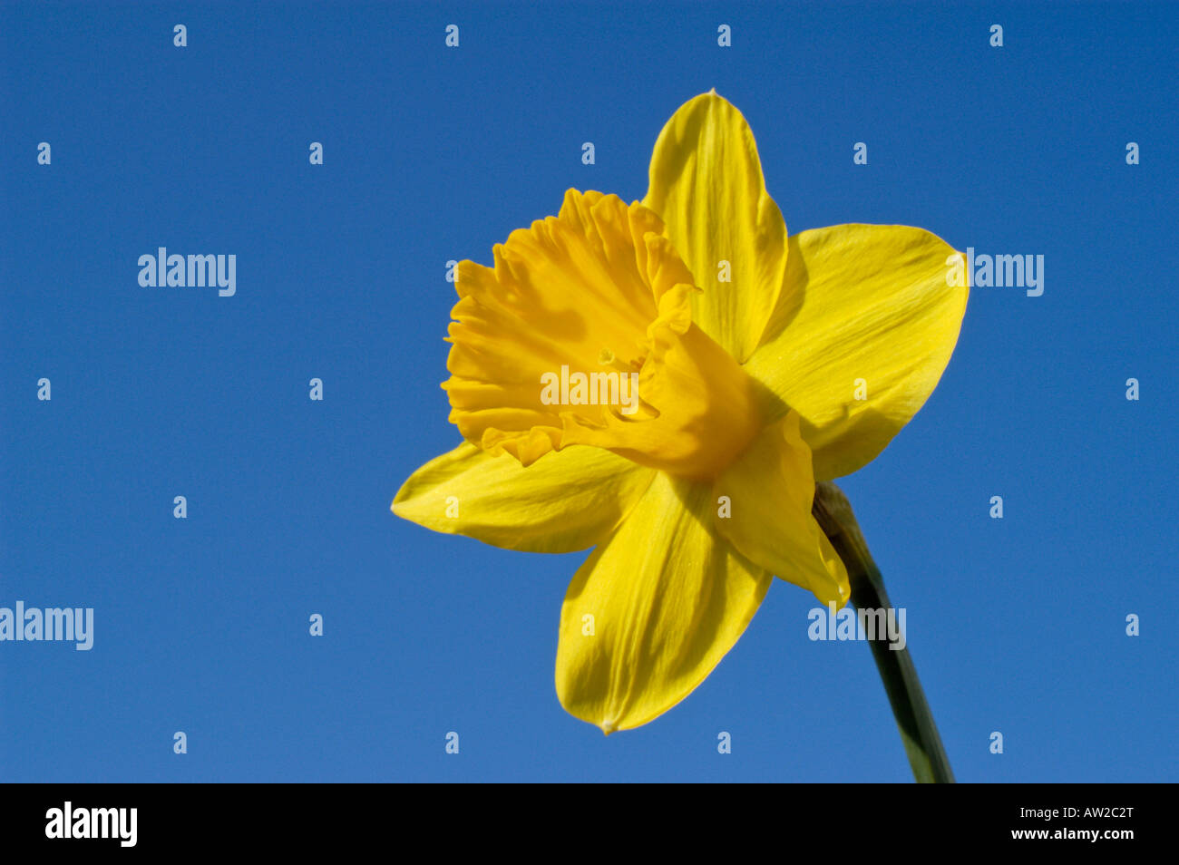 Narciso di fronte blu cielo Foto Stock