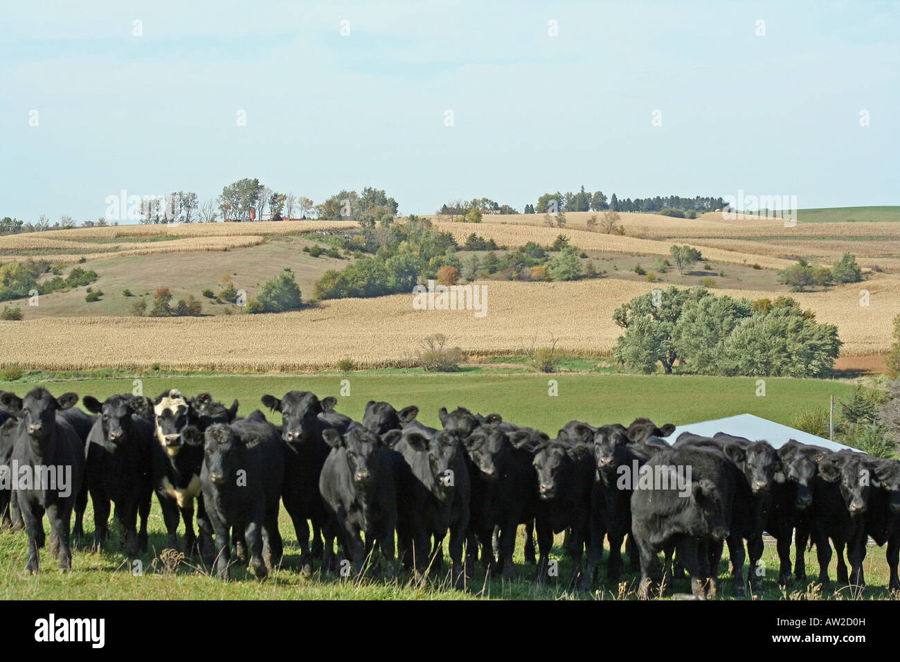 Bovini allineata con una vista di pascolo, colline e massa di fattoria in Iowa. Foto Stock