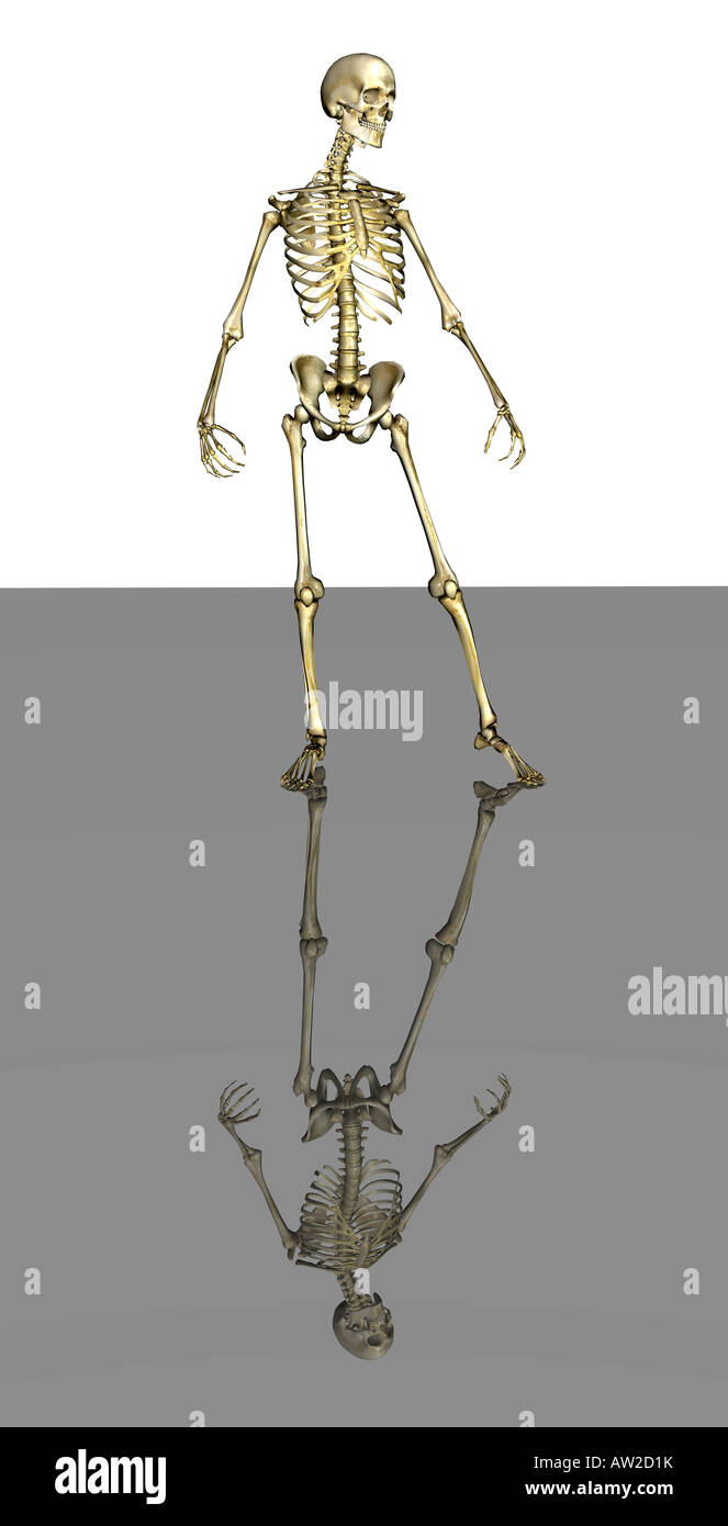 scheletro Foto Stock