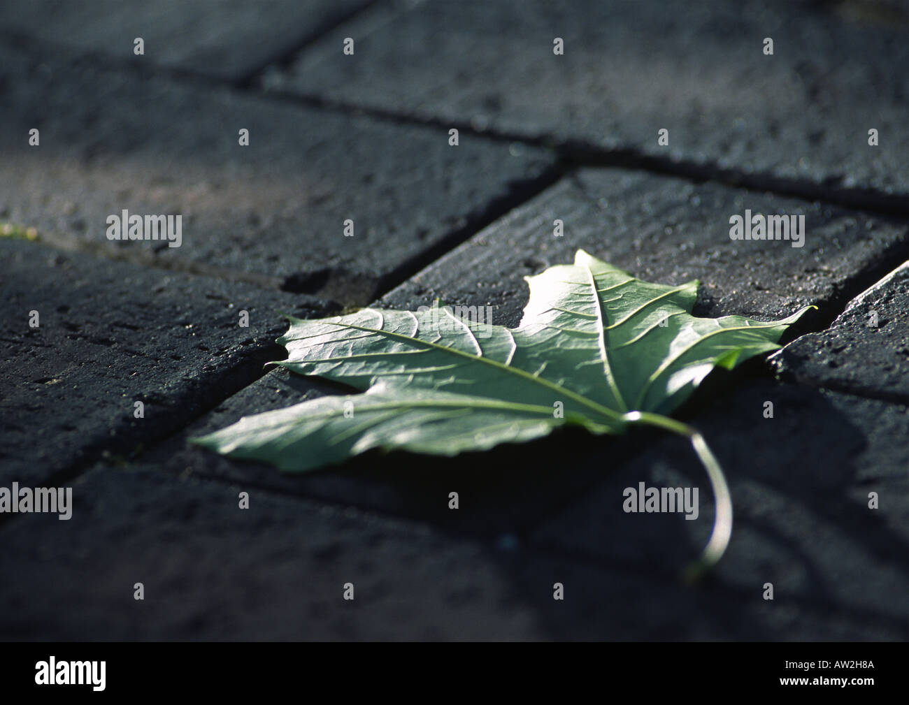 Platano verde (acero) foglie su pietre grigie Foto Stock