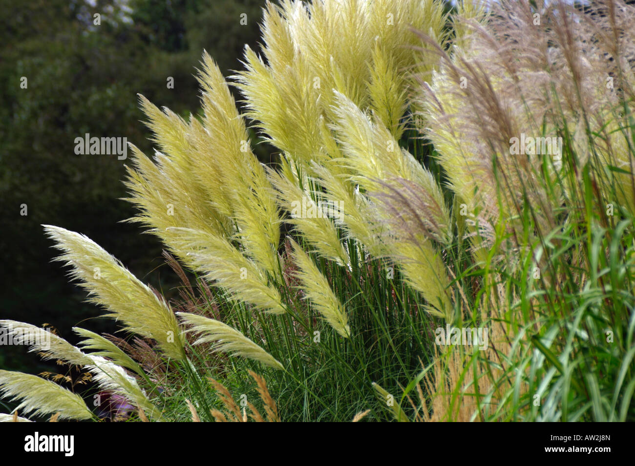 Cortaderia selloana con Stipa sinensis Foto Stock