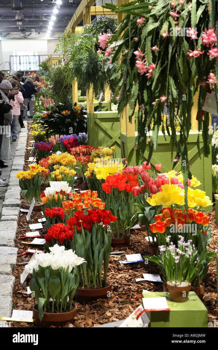 Tulip concorrenza display. Massa di diverso colore brillante tulipani disposti su più righe Philadelphia flower show 2008 Foto Stock