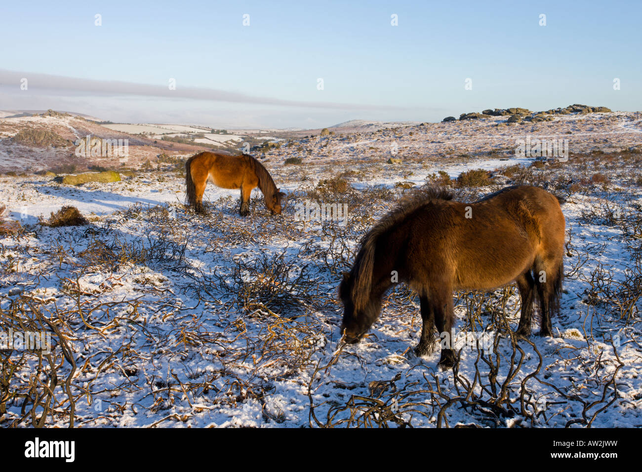 Dartmoor pony pascolano sulla coperta di neve moor, Parco Nazionale di Dartmoor Foto Stock