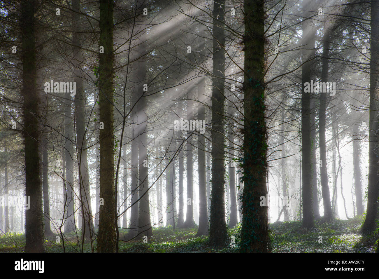Legno Morchard in una nebbiosa mattina, Devon Foto Stock
