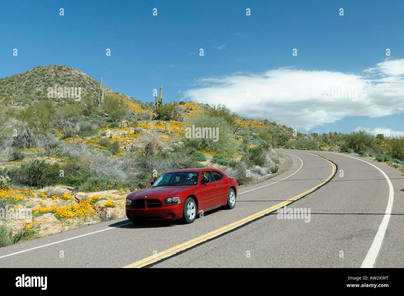 Auto rossa crociere lungo una strada Arizona durante un papavero di primavera fiorisce in 2008 Foto Stock