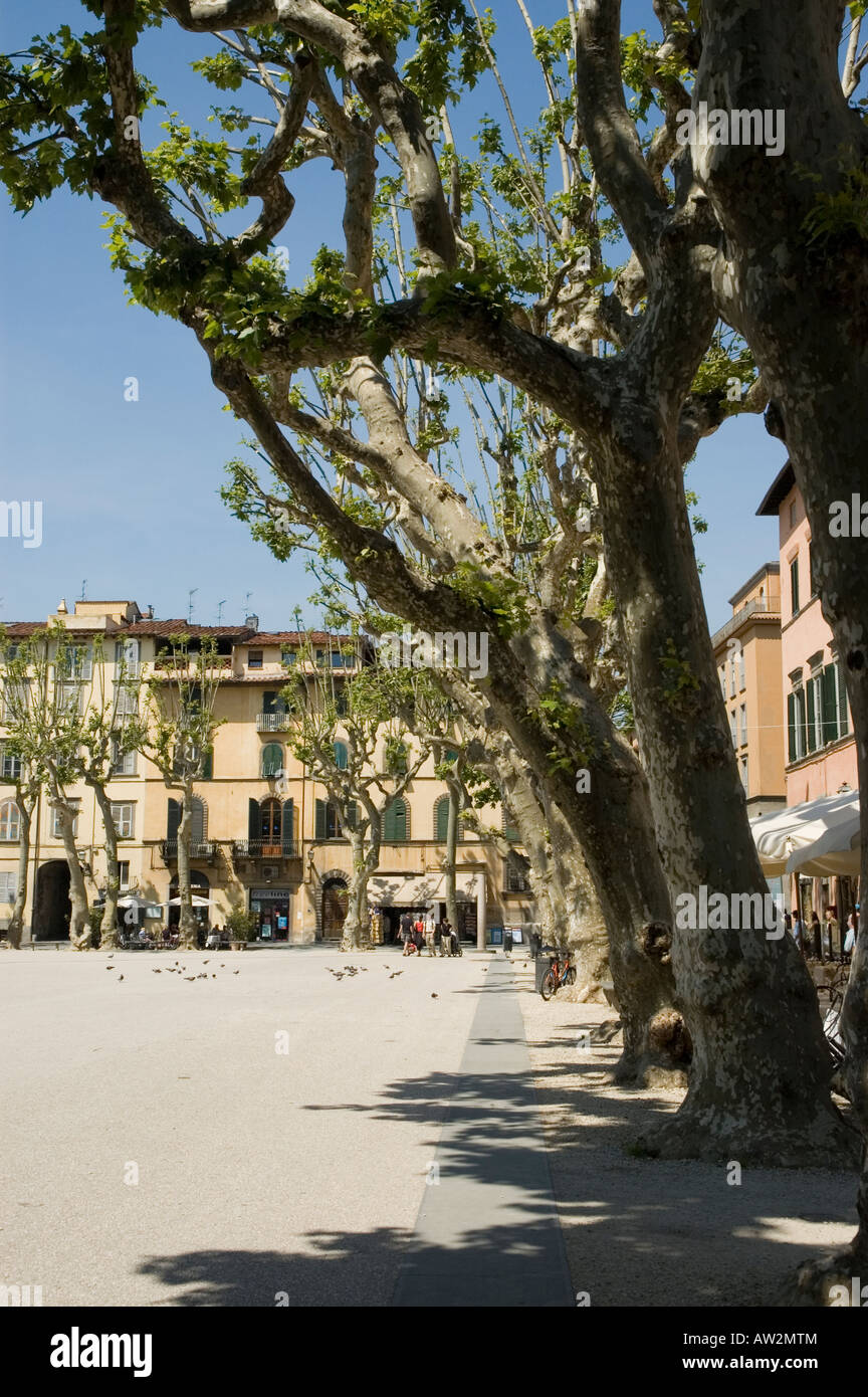 Ombra di alberi pollarded in Piazza Napoleone Lucca Toscana Italia Foto Stock