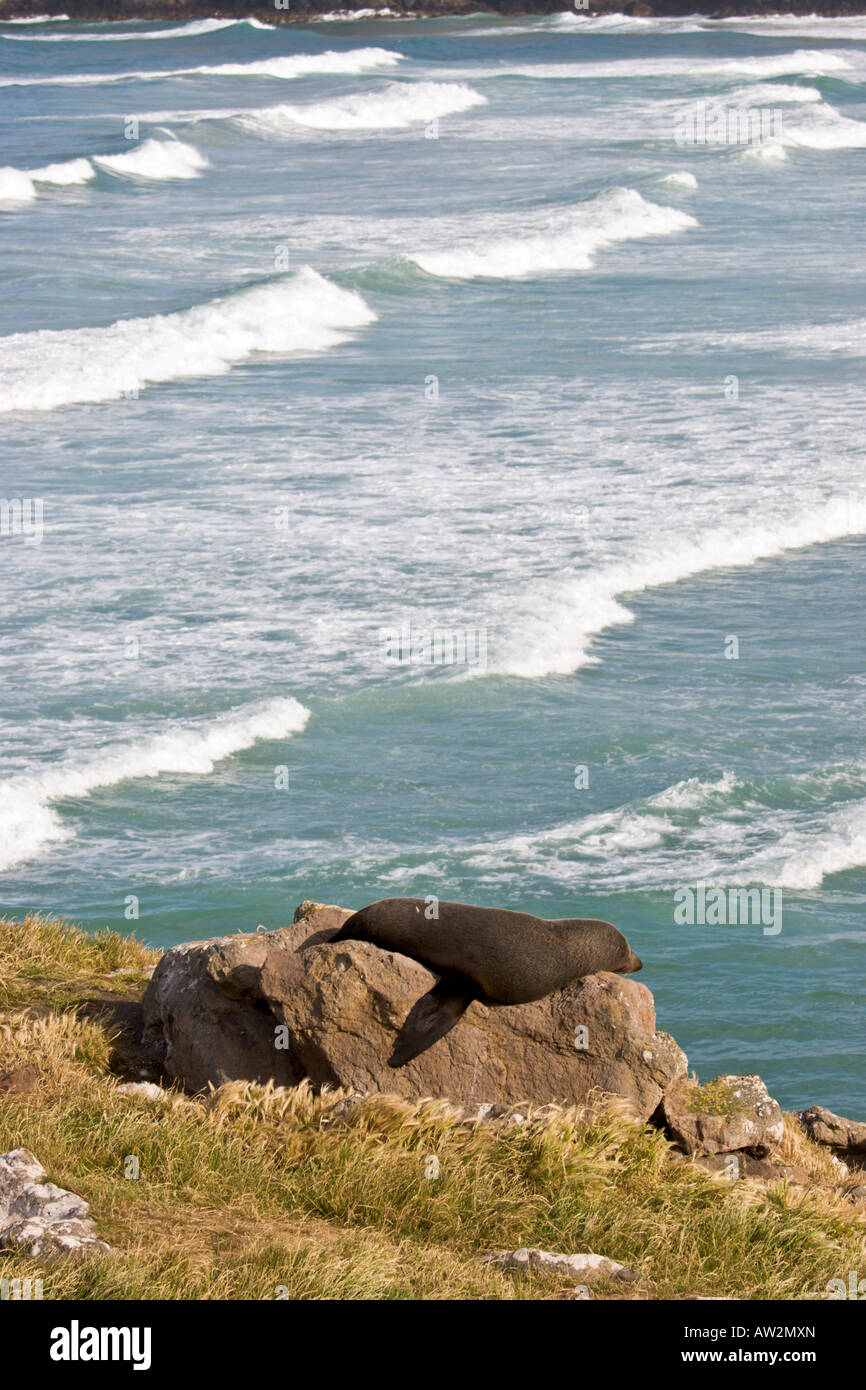 Pelliccia sigillo rilassa, Penisola di Otago, Nuova Zelanda Foto Stock