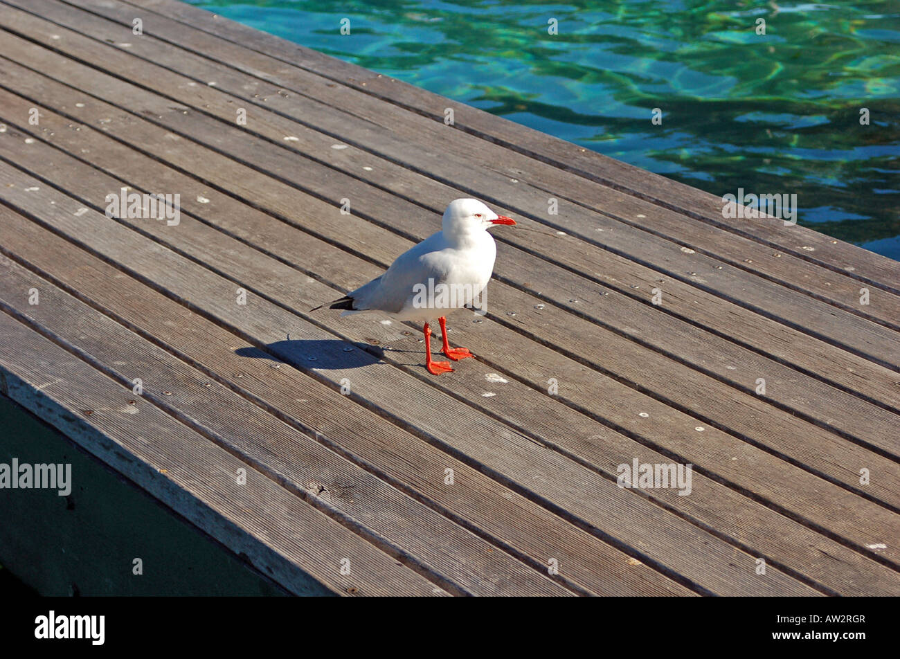 Lonley Gull Foto Stock