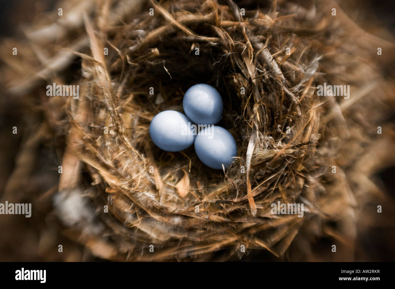 Threesmall uova di uccello nel nido il fuoco selettivo effetto speciale Foto Stock