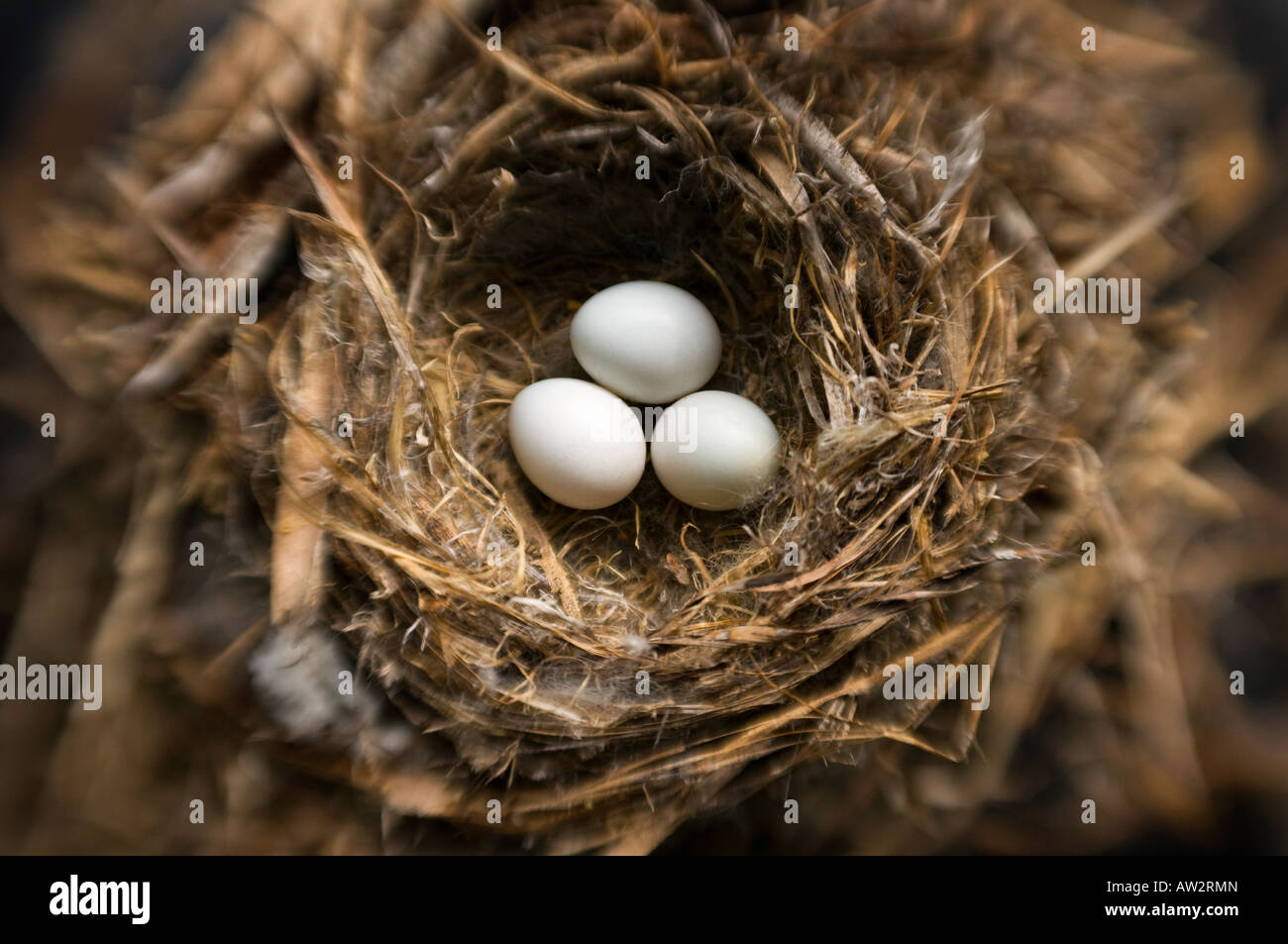 Threesmall uova di uccello nel nido il fuoco selettivo effetto speciale Foto Stock