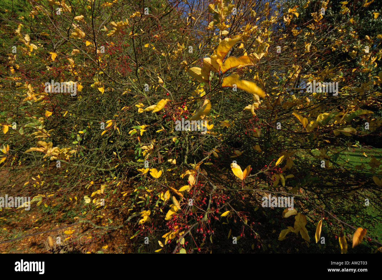 Batsford arboretum vicino a moreton in marsh cotswolds fotografato in autunno Foto Stock