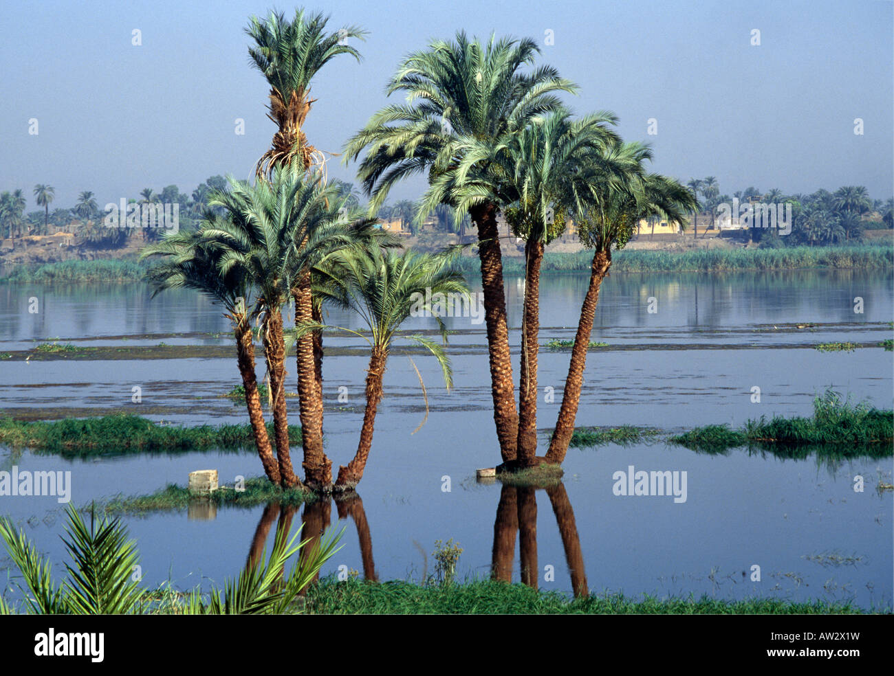 Luxor Nilo Egitto palme in acque alluvione Foto Stock