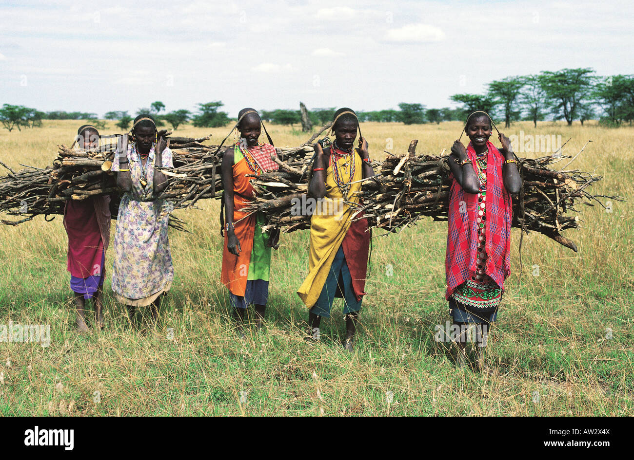 5 Le donne Masai che trasportano fasci di legni Aitong pianure vicino alla Riserva Nazionale di Masai Mara Kenya Africa orientale Foto Stock