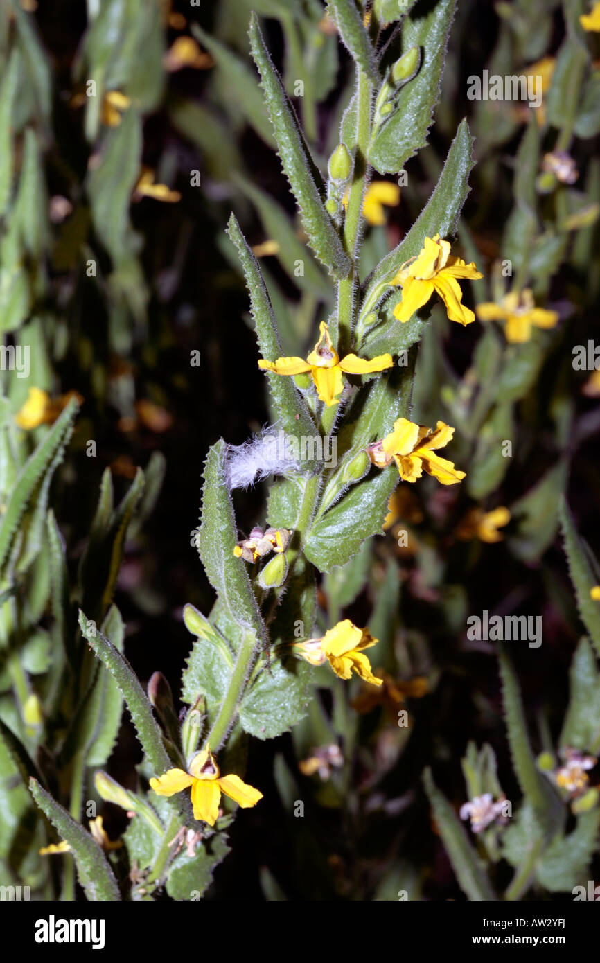 A FIORE GRANDE Goodenia-Goodenia grandiflora-famiglia Goodenaceae Foto Stock