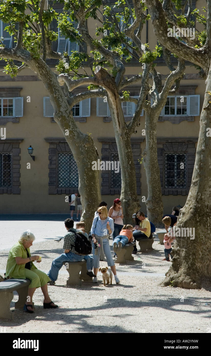 I visitatori e gli abitanti locali seduti all'ombra di alberi pollarded in Piazza Napoleone Lucca Toscana Italia Foto Stock