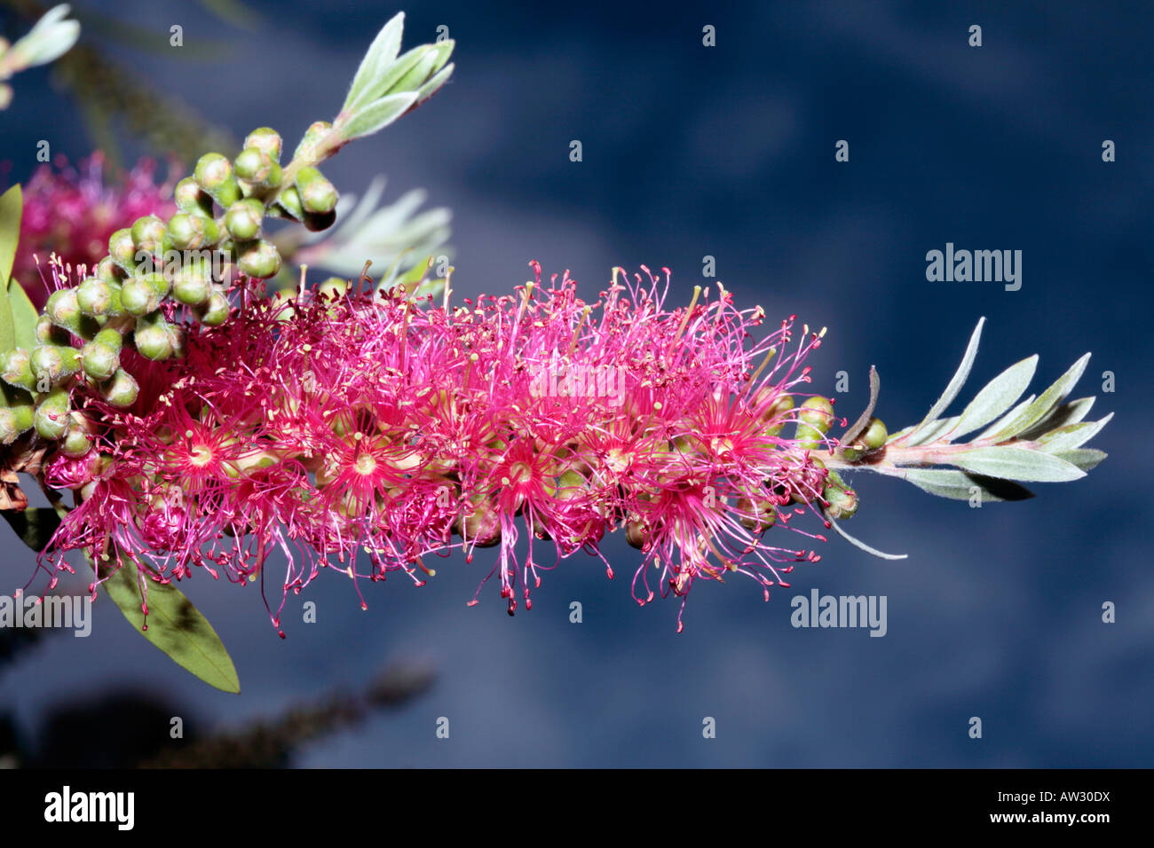 Albany scovolino da bottiglia- Callistemon glaucous-famiglia Myrtaceae Foto Stock