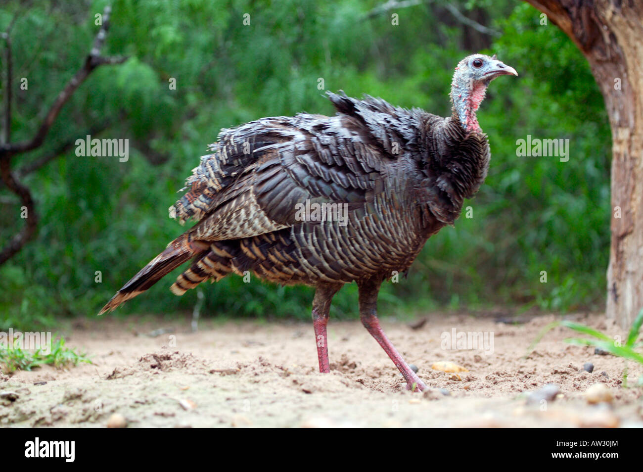 Il tacchino selvatico Meleagris gallopavo Texas del Sud paese spazzola Foto Stock