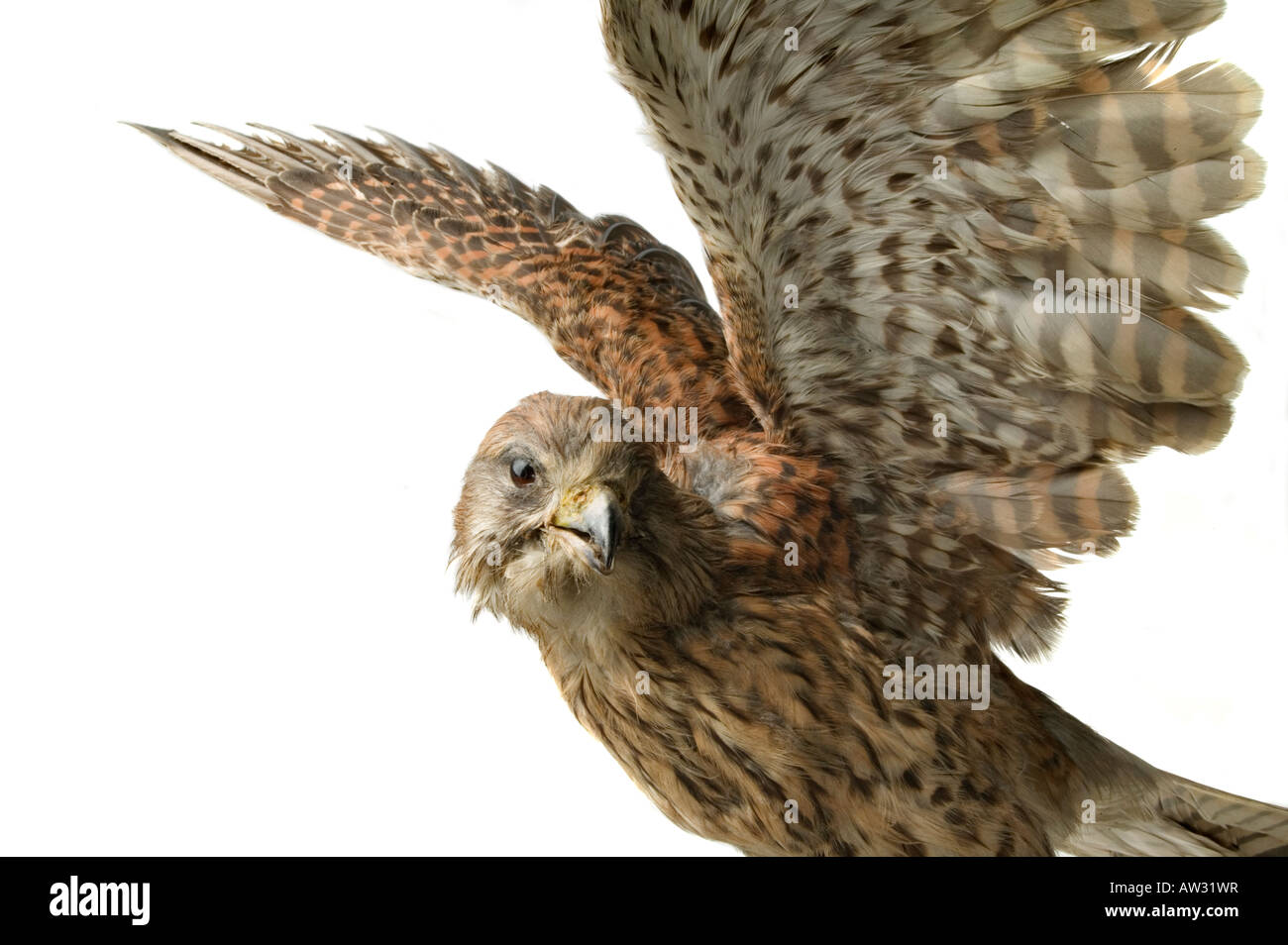 Falcon hawk uccello ripiene Foto Stock