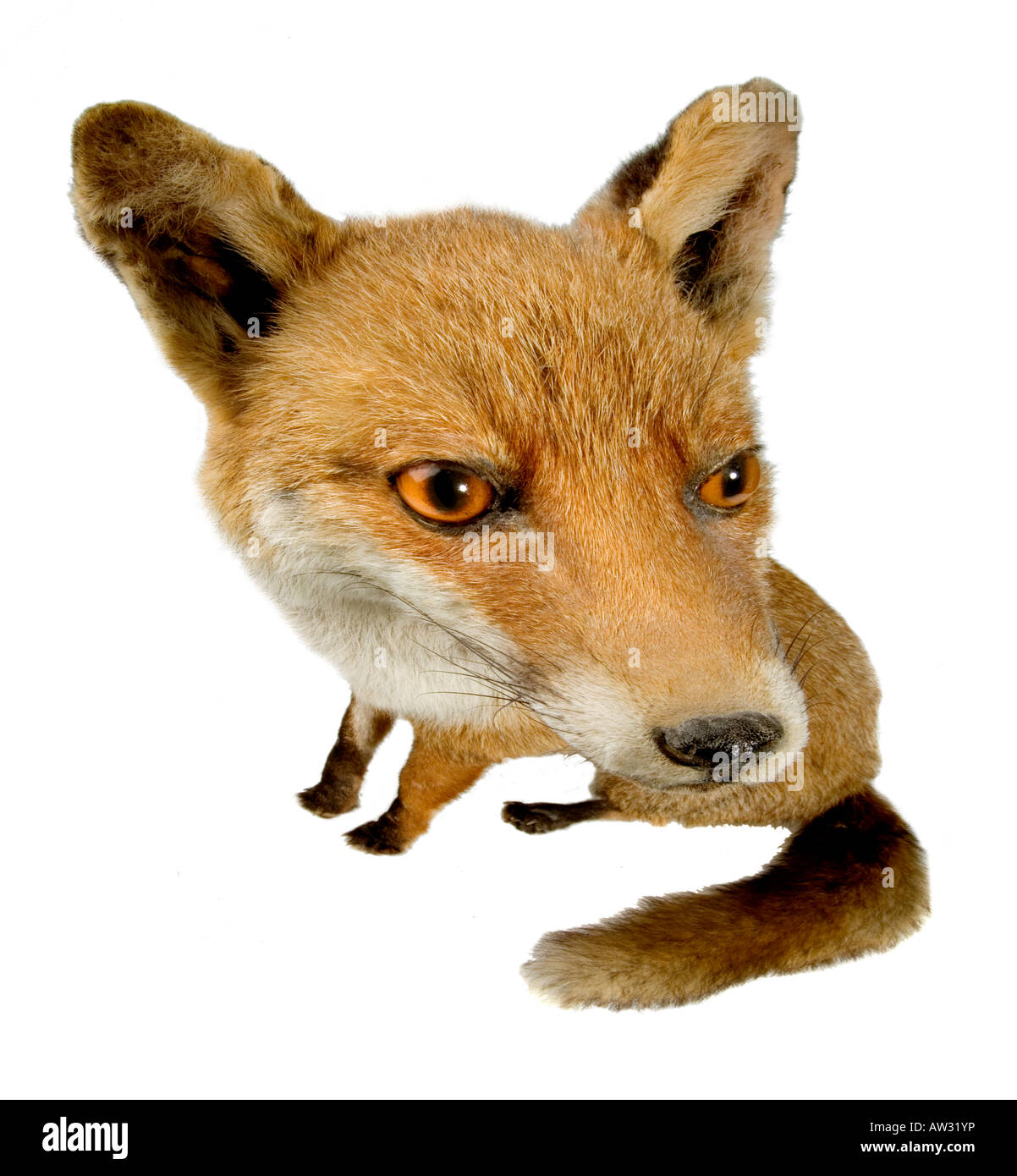 Rotfuchs Red Fox Foto Stock
